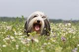 BEARDED COLLIE 058